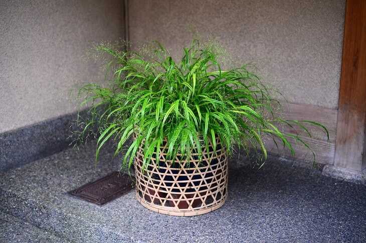 和風 玄関前 植物 誕生 日 ライン 友達