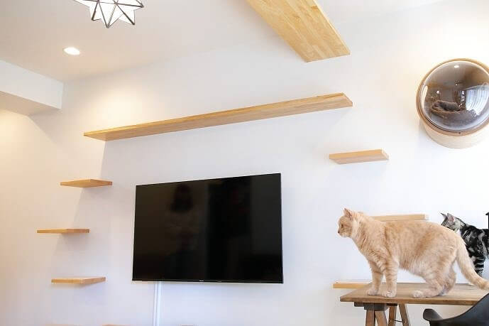生活の中心であるリビングの壁にキャットウォークを設置し、猫にも住みよいリビングに