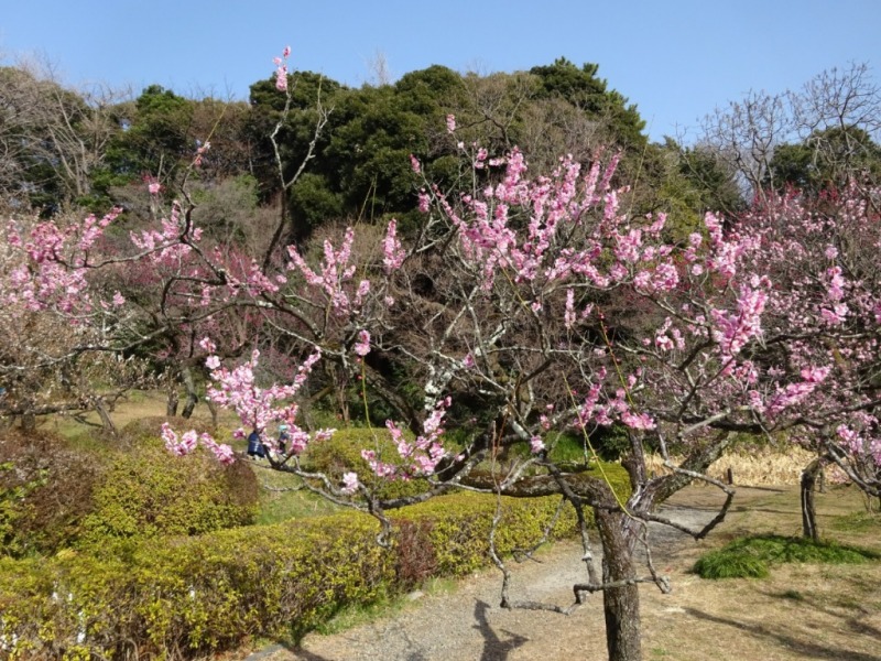小石川植物園